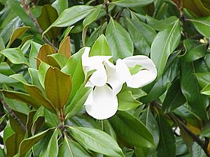 Archivo:Magnolia grandiflora3