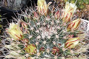 Archivo:Mammillaria petrophila ssp baxteriana pm 1