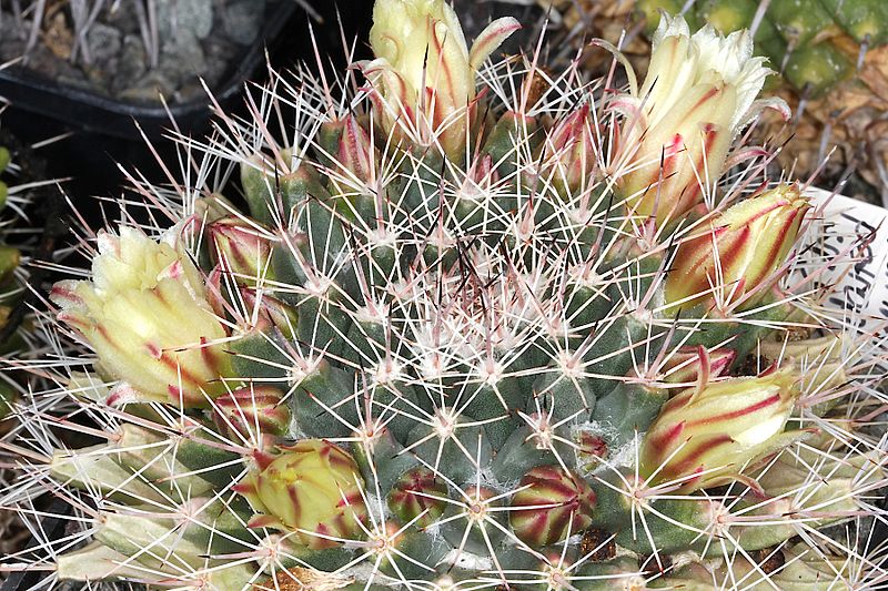 Mammillaria petrophila ssp baxteriana pm 1