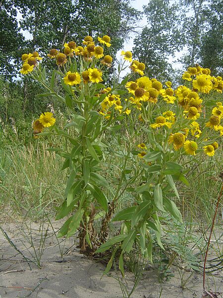 MarshFlower-SK