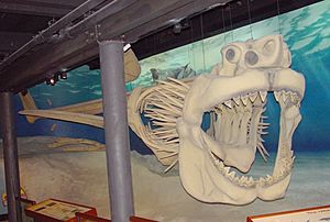 Archivo:Megalodon skeleton