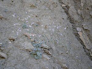 Archivo:Moricandia foetida