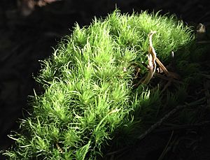 Archivo:Moss in sunlight