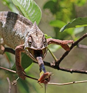 Archivo:Oustalet's chameleon (Furcifer oustaleti) male feeding Anja Community Reserve 3e