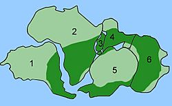 Fósil de la gimnosperma Glossopteris (verde oscuro) hallada en todos los continentes del sur, dando fuerte evidencia de que los continentes fueron una vez amalgamados en el supercontinente Gondwana
