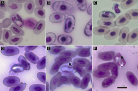 Parasite140065-fig1 Hemogregarines