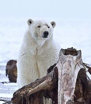 Archivo:Polar Bear ANWR 10
