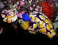 Polycarpa Nick Hobgood