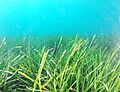 Posidonia