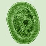 Archivo:Prochlorococcus marinus (cropped)