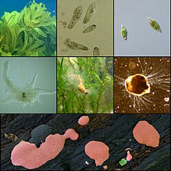 Protista collage.jpg