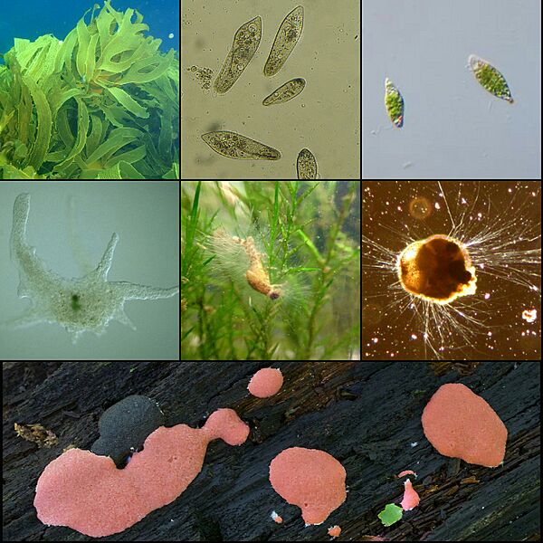 Protista collage