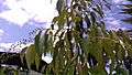 Prunus salicifolia 5