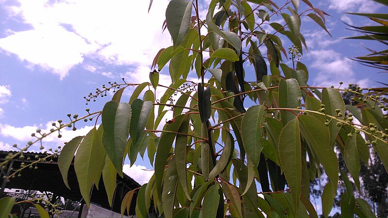 Prunus salicifolia 5