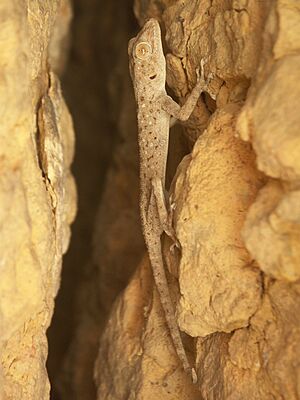 Archivo:Ptyodactylus hasselquistii guttatus - Dana Jordan