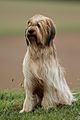 Rassehund Briard