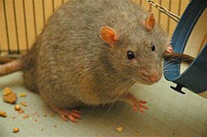 Archivo:Rat diabetic