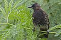 Red-vented Bulbul Juvenile morphing stage to adulthood Kolkata Outskirt West Bengal India 09.09.2014