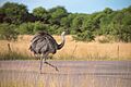 Rhea americana, Parque Luro, La Pampa, Argentina 1