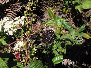 Archivo:Rubus glaucus fruto maduro
