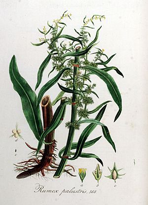 Archivo:Rumex palustris — Flora Batava — Volume v8