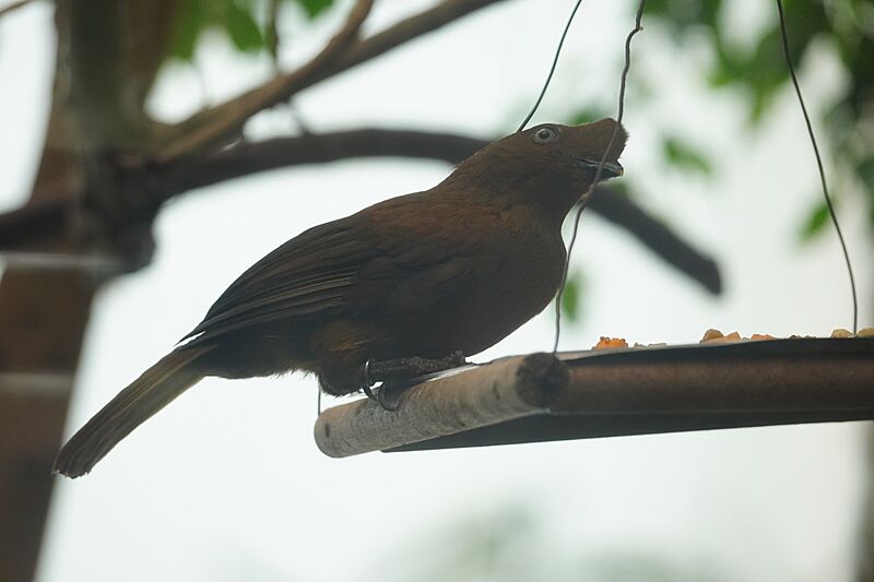 Rupicola