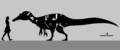 SM-KK 14 skeletal diagram by PaleoGeek