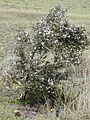 Starr 010419-0068 Leptospermum scoparium