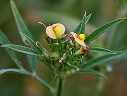Stylosanthes fruticosa (Hamata) in Hyderabad, AP W2 IMG 1471.jpg