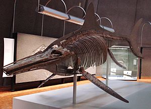 Archivo:Temnodontosaurus trigonodon mounted skeleton