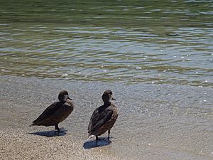 Archivo:Two ducks in the galapagos islands - santa cruz, ecuador
