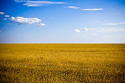 Archivo:Typical agricultural landscape of Kherson Oblast