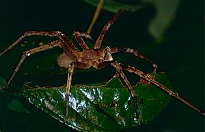Archivo:Wandering Spider (Phoneutria fera) (10623228224)