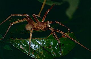Wandering Spider (Phoneutria fera) (10623228224).jpg
