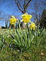20130402Narcissus pseudonarcissus3