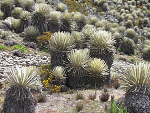 Archivo:30 Frailejones Via Piñango Merida