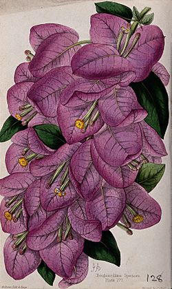 A bougainvillea plant (Bougainvillea speciosa); flowering st Wellcome V0044424.jpg
