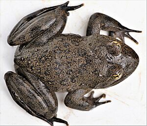 Archivo:Amietia vertebralis