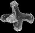 Aquilapollenites Attenuatus Funkhouser(1961)