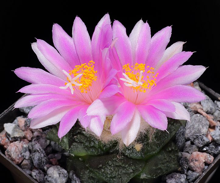 Ariocarpus fissuratus-IMG 4228