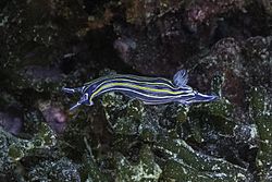 Babosa de mar (Felimare villafranca), Parque natural de la Arrábida, Portugal, 2020-07-23, DD 65.jpg
