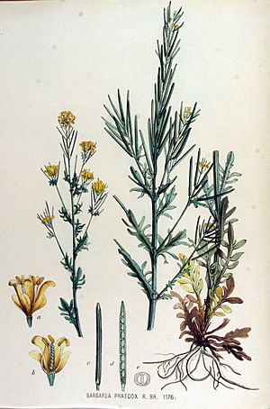 Archivo:Barbarea praecox — Flora Batava — Volume v15