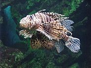 Barcelona-L'Aquarium-Pez escorpión (Pterois volitans).jpg