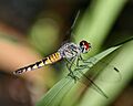 Brachydiplax denticauda - Palemouth (female)