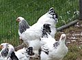Brahma kippen, witcolumbia zwart getekend (1)