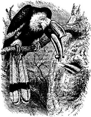 Archivo:Britannica Hornbill Buceros bicornis