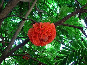 Archivo:Brownea grandiceps (3079153061)