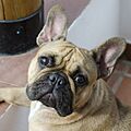 Bulldog francés fawn