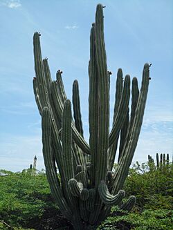 Cactus Scrub Dagger Cactus Stenocereus Griseus interspersed with Thorny Shrubs Arashi Bay Coast Noord Aruba.jpg