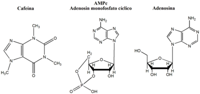 Archivo:Cafeína, AMPc y oxiadenosina
